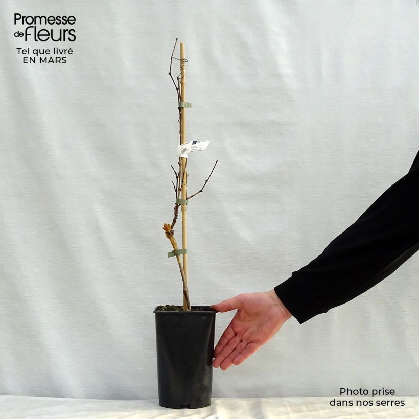 Example of Weinrebe Noir Hâtif de Marseille Topf mit 2L/3L as you get in printemps