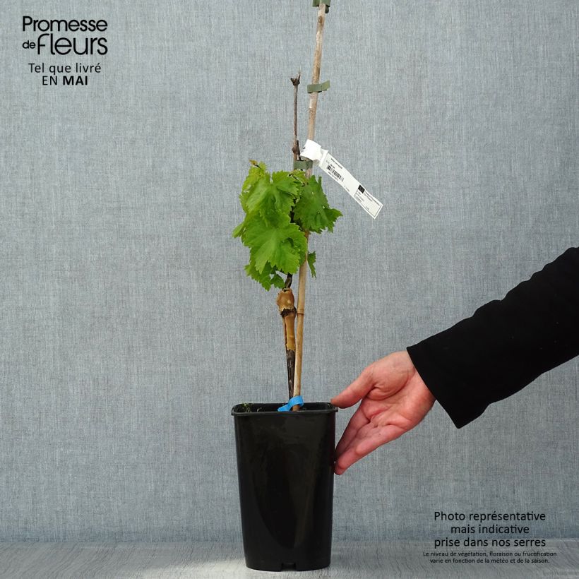 Example of Weinrebe Ora ZPd4 Topf mit 2L/3L as you get in printemps