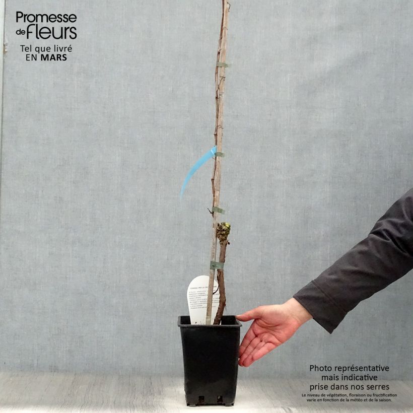 Example of Weinrebe Perle de Csaba Topf mit 1,5L/2L as you get in printemps