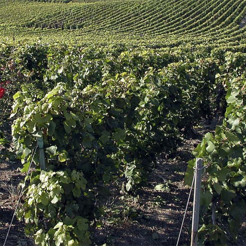 Weinrebe Pinot Noir (Plant habit)