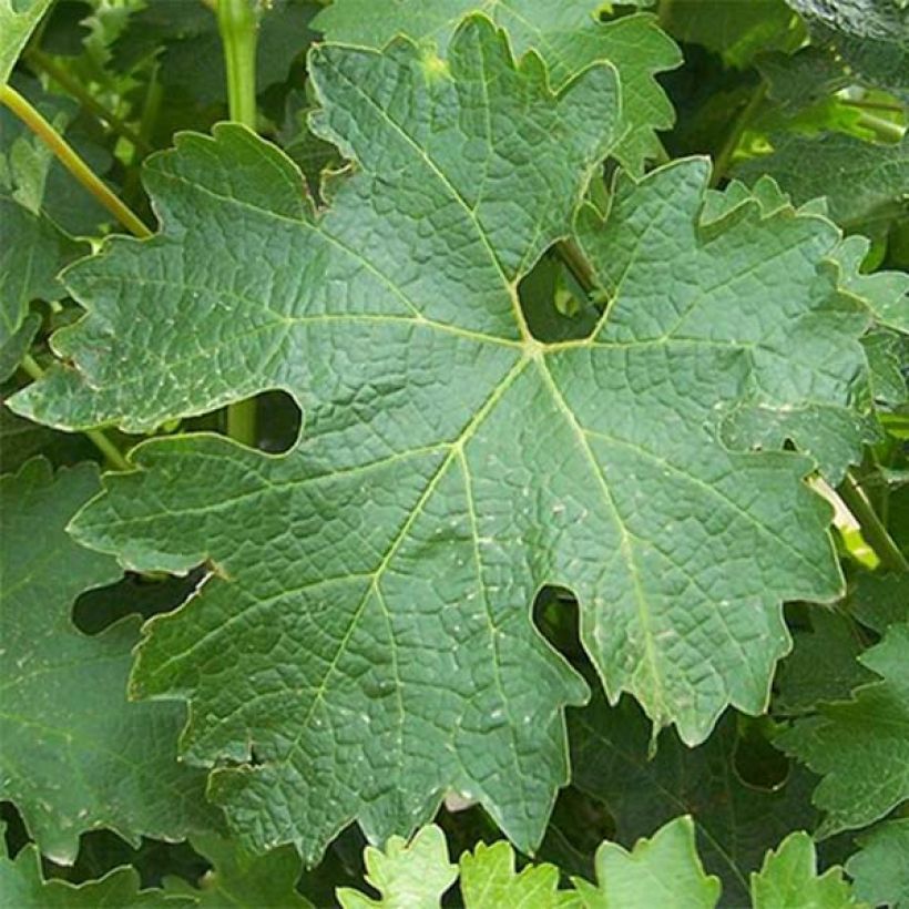 Weinrebe Sauvignon Blanc (Foliage)