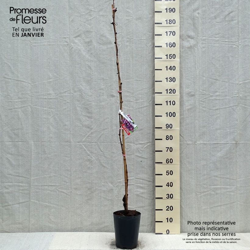 Exemplar von Weinrebe Miss Pink Topf mit 4L/5L wie im Winter geliefert