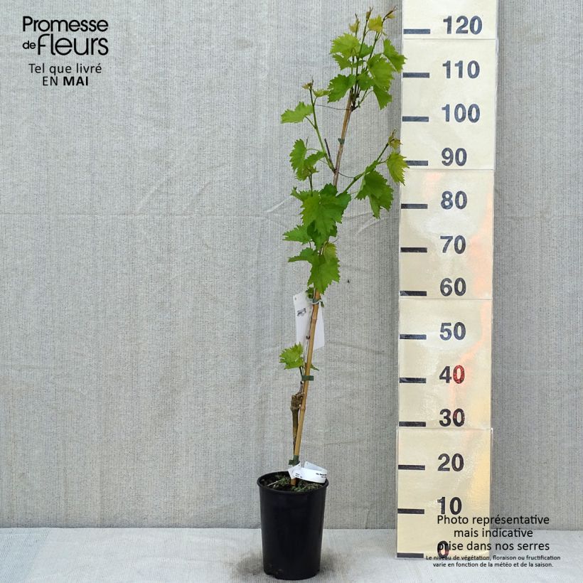 Example of Weinrebe Muscat Bleu ZPd4 Topf mit 2L/3L as you get in printemps