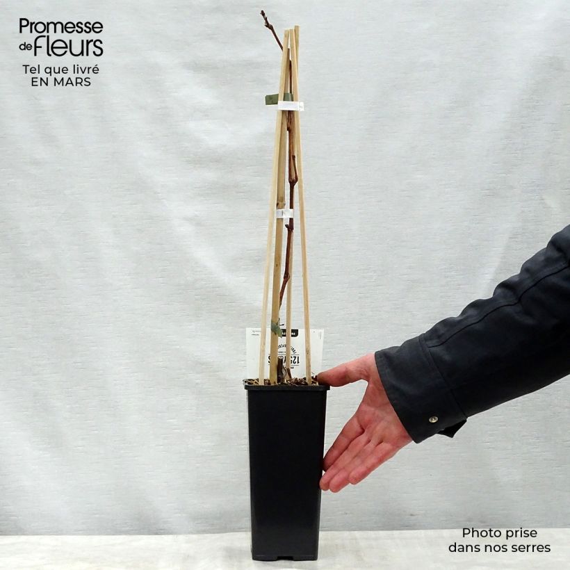 Example of Weinrebe Vroege Van Der Laan Topf mit 1,5L/2L as you get in printemps