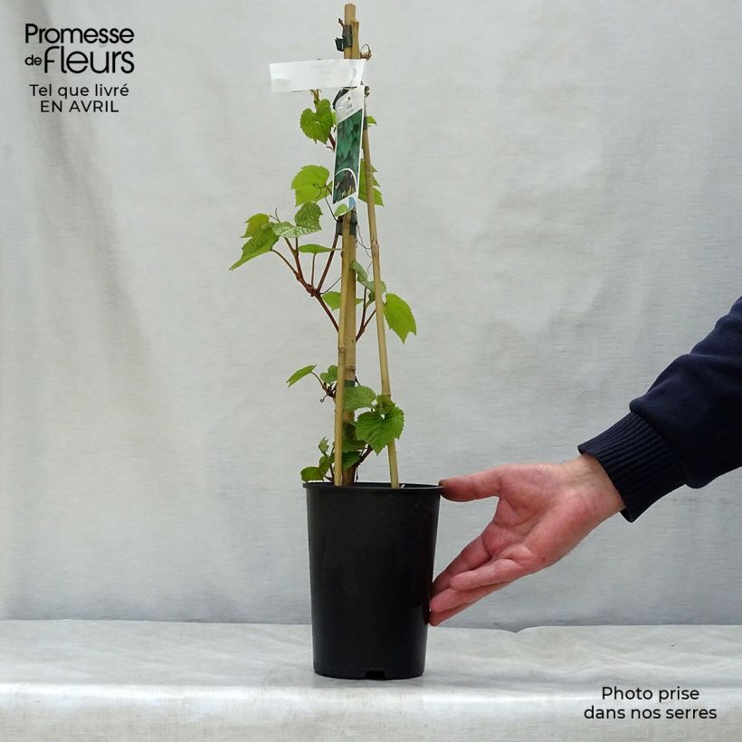 Exemplar von Vitis coignetiae - Zier-Wein Topf mit 2L/3L wie im Frühjahr geliefert