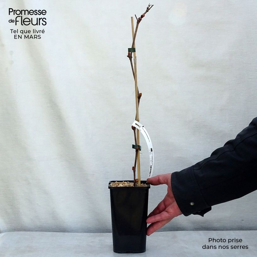 Exemplar von Weinrebe Incana Topf mit 1,5L/2L wie im Frühjahr geliefert