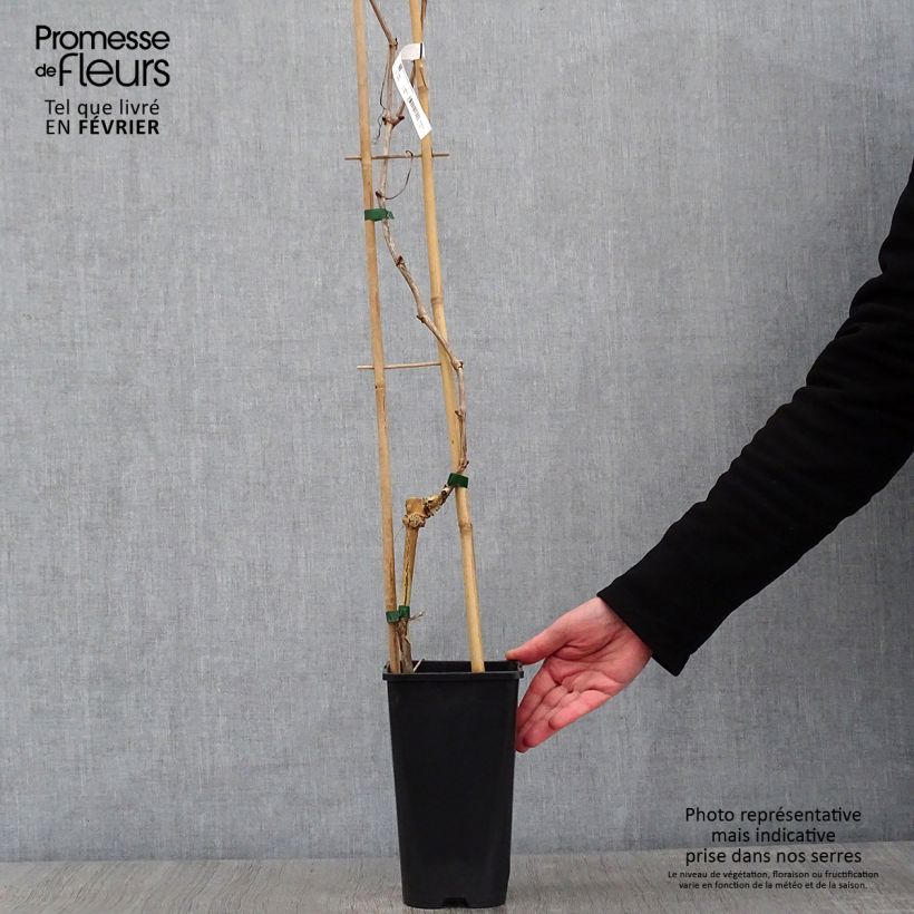 Example of Weinrebe Crimson Seedless Topf mit 3L/4L as you get in hiver