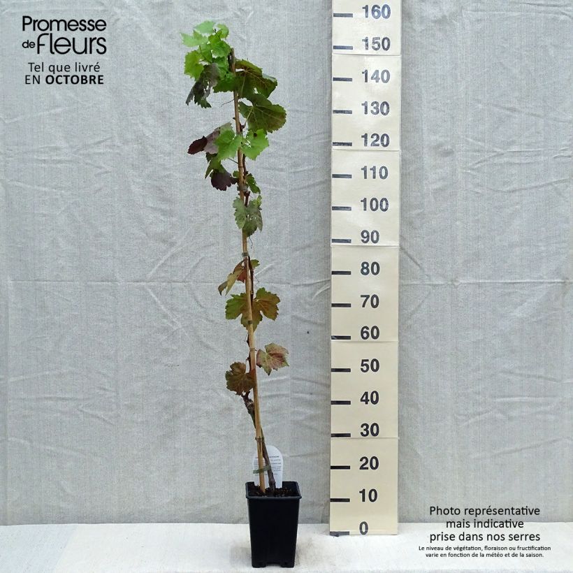 Example of Weinrebe Aperina Nera Topf mit 1,5L/2L as you get in automne