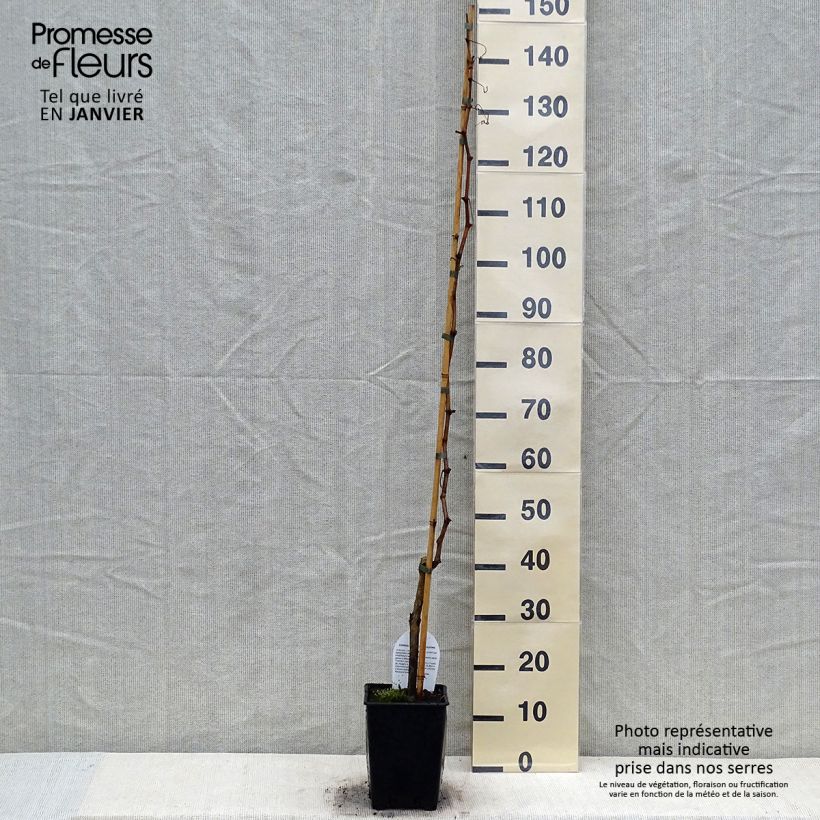 Example of Weinrebe Sultanina Bianca (Thomson seedless) Topf mit 1,5L/2L as you get in hiver