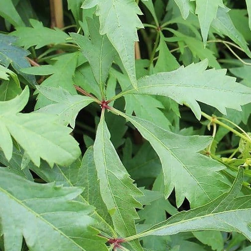Wilder Wein Kirigami - Parthenocissus quinquefolia (Laub)