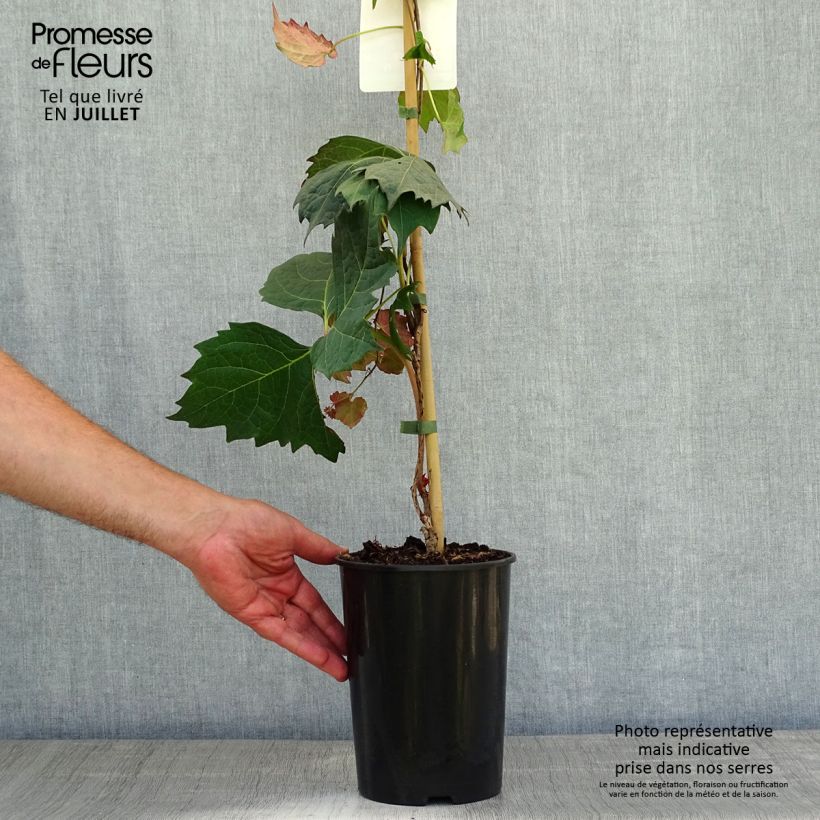 Exemplar von Kletterwein Atropurpurea - Parthenocissus tricuspidata Topf mit 2L/3L wie im Sommer geliefert