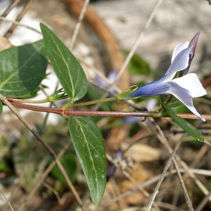 Mittleres Immergrün - Vinca difformis (Foliage)