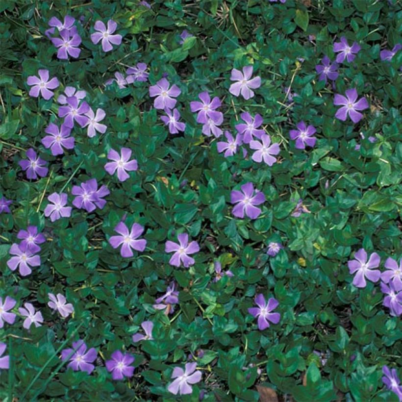 Vinca major - Großes Immergrün (Plant habit)