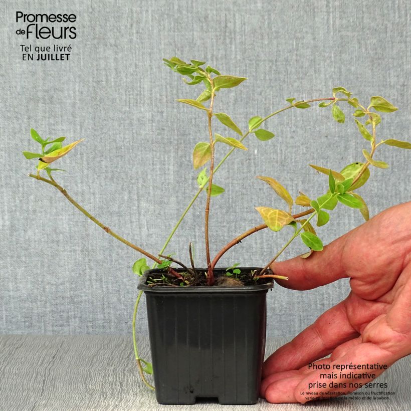 Exemplar von Vinca major - Großes Immergrün Kleine Töpfe von 7/8 cm wie im Sommer geliefert