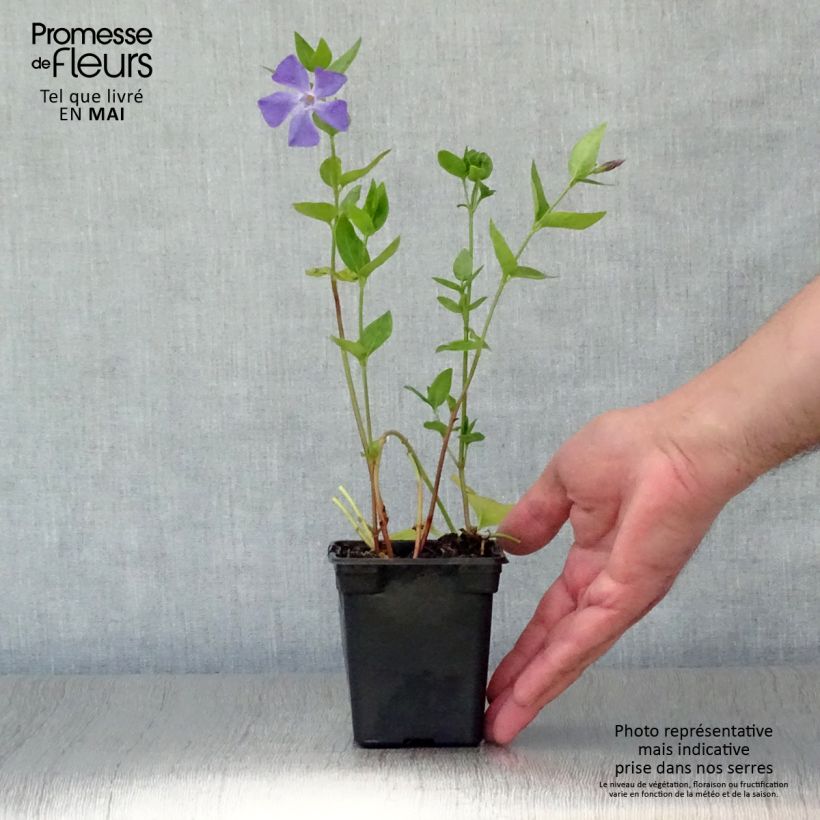 Example of Vinca major - Großes Immergrün Kleine Töpfe von 7/8 cm as you get in printemps