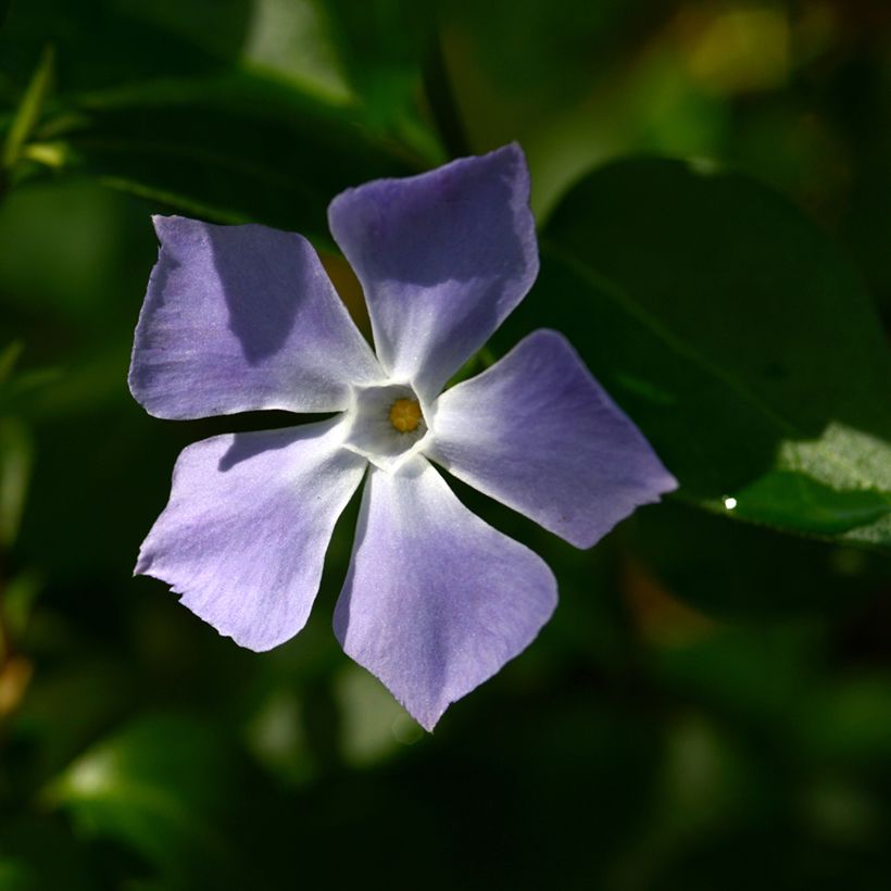 Vinca major - Großes Immergrün (Flowering)