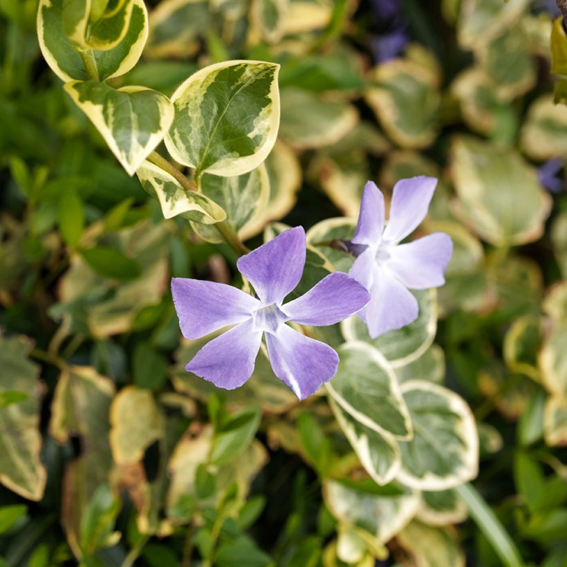 Großes Immergrün Variegata - Vinca major (Flowering)