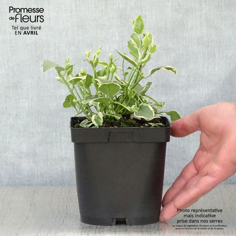 Example of Großes Immergrün Variegata - Vinca major Topf mit 2L/3L as you get in printemps