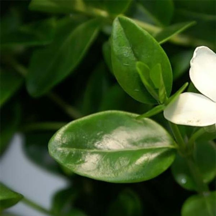 Kleines Immergrün Alba - Vinca minor (Foliage)