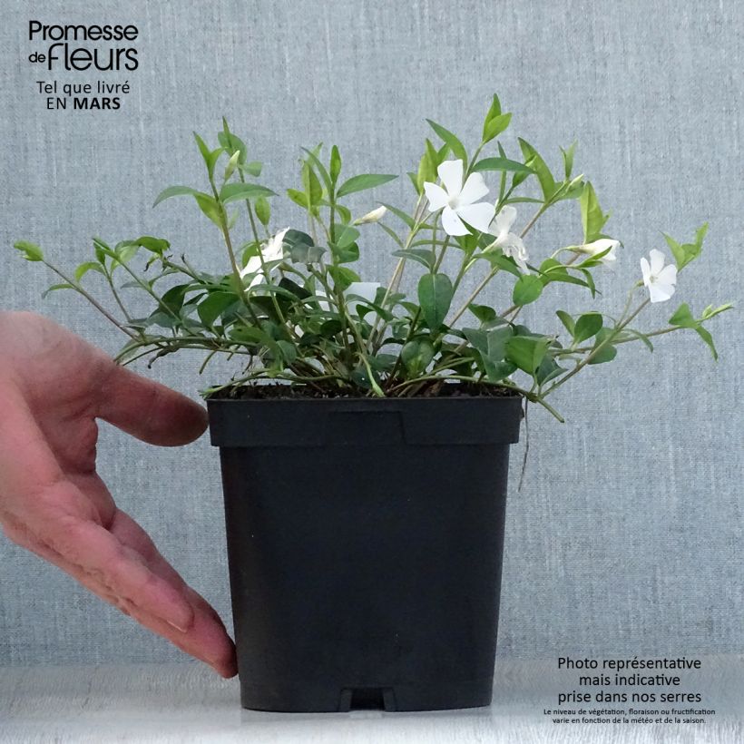Example of Kleines Immergrün Alba - Vinca minor Topf mit 2L/3L as you get in printemps