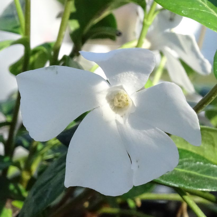 Kleines Immergrün Alba - Vinca minor (Flowering)