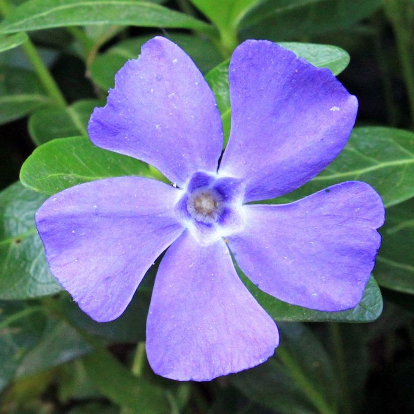 Kleines Immergrün Anna - Vinca minor (Flowering)