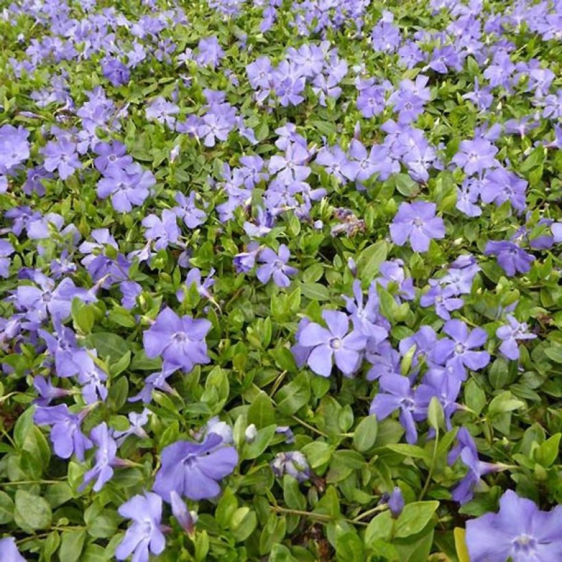 Kleines Immergrün Anna - Vinca minor (Plant habit)
