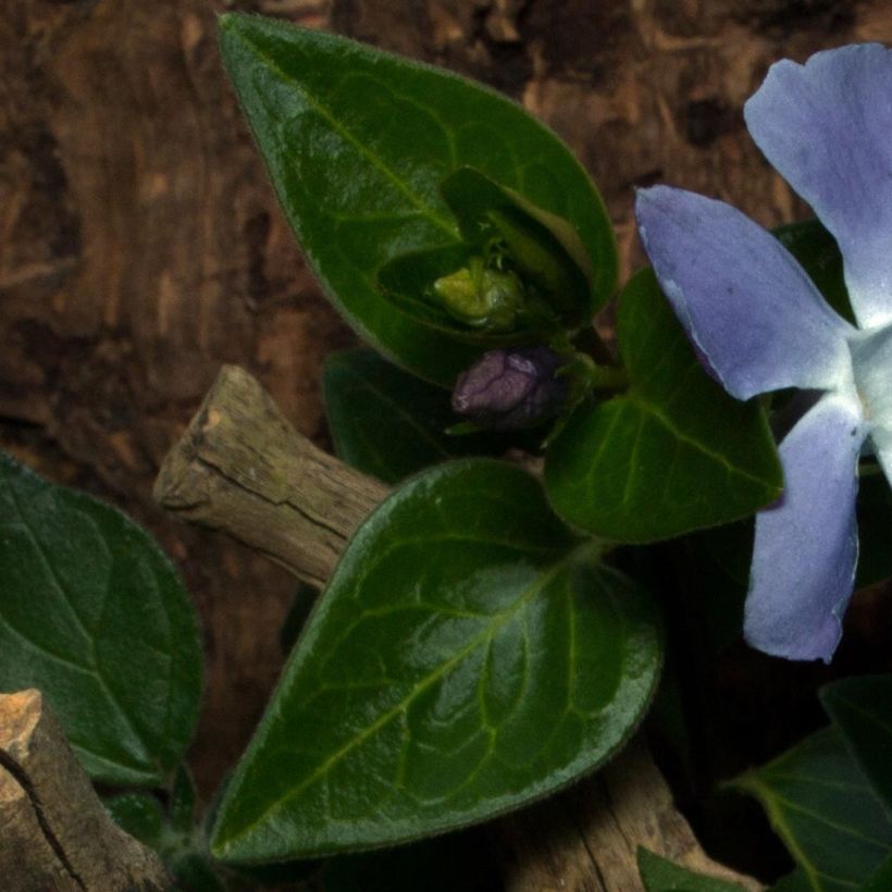 Kleines Immergrün Anna - Vinca minor (Foliage)