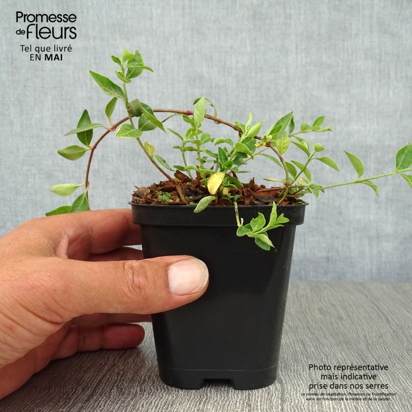 Exemplar von Kleines Immergrün Atropurpurea - Vinca minor Kleine Töpfe von 8/9 cm wie im Frühjahr geliefert