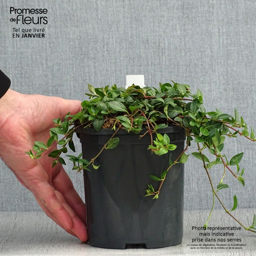 Exemplar von Vinca minor Atropurpurea - Pervenche à petite fleurs   Pot de 2L/3L wie im Winter geliefert