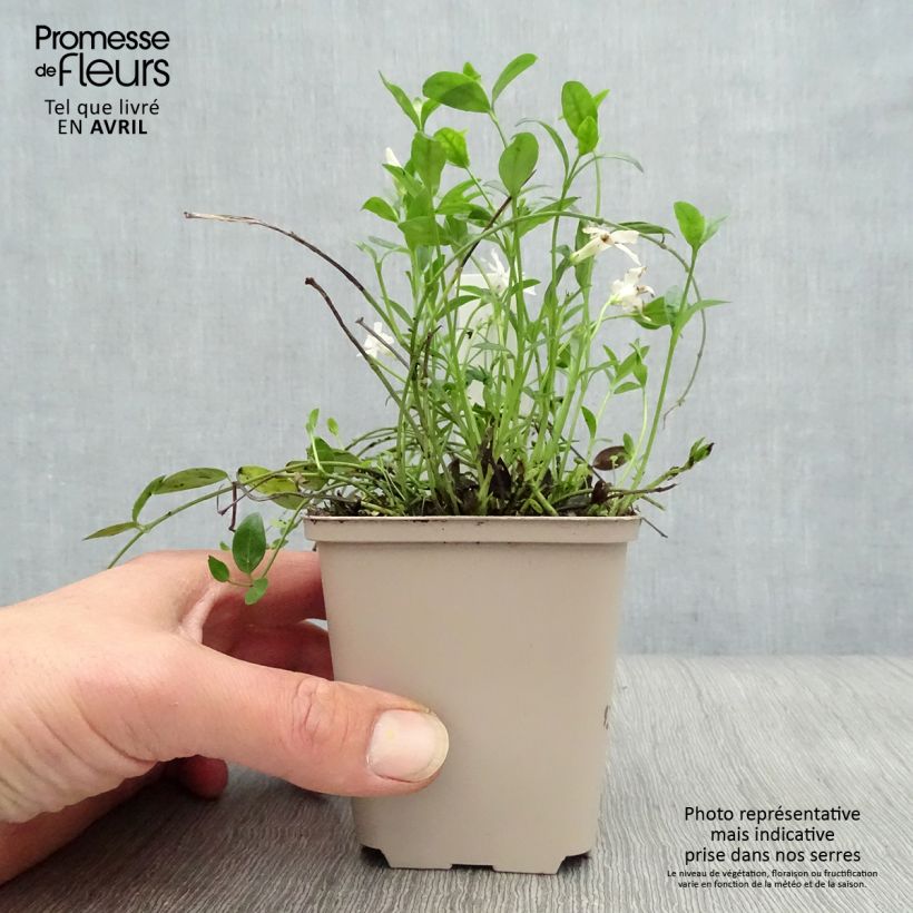 Example of Kleines Immergrün Gertrude Jekyll - Vinca minor Kleine Töpfe von 8/9 cm as you get in printemps