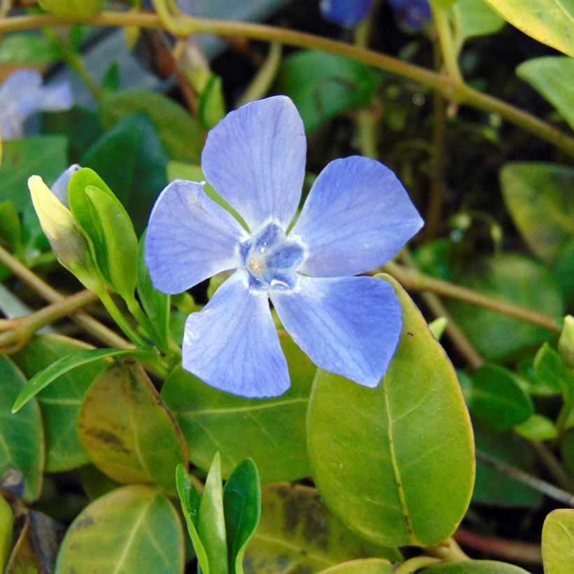 Kleines Immergrün Marie - Vinca minor (Blüte)