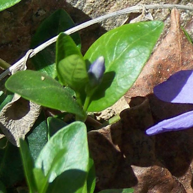 Vinca minor - Kleines Immergrün (Laub)