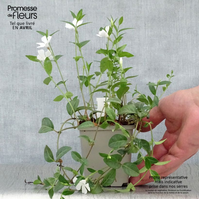 Example of Kleines Immergrün White Power - Vinca minor Kleine Töpfe von 8/9 cm as you get in printemps