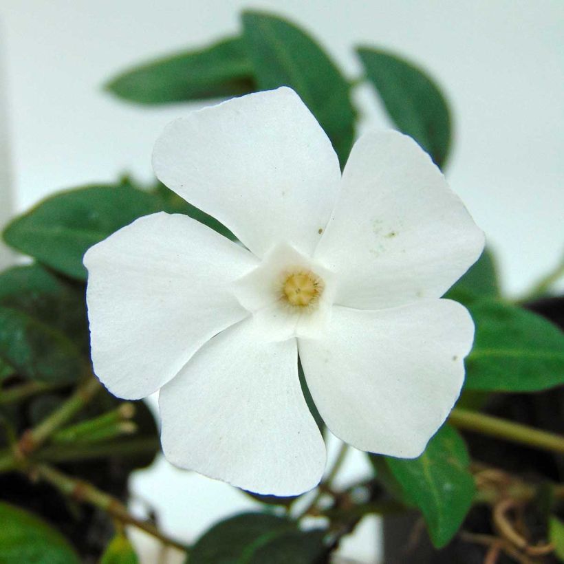 Kleines Immergrün White Power - Vinca minor (Flowering)