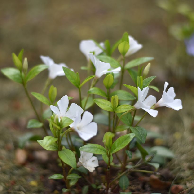 Kleines Immergrün Alba - Vinca minor (Plant habit)