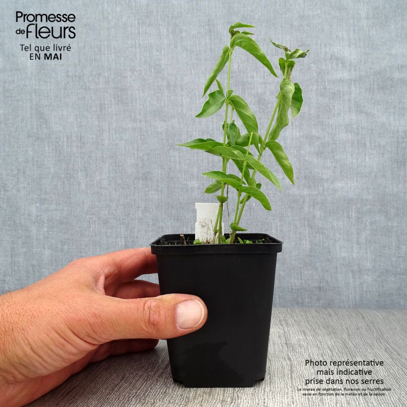 Example of Vincetoxicum hirundinaria - Weiße Schwalbenwurz Kleine Töpfe von 8/9 cm as you get in printemps