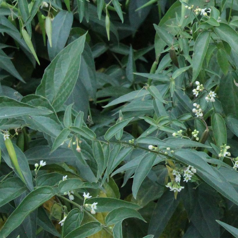 Vincetoxicum hirundinaria - Weiße Schwalbenwurz (Foliage)