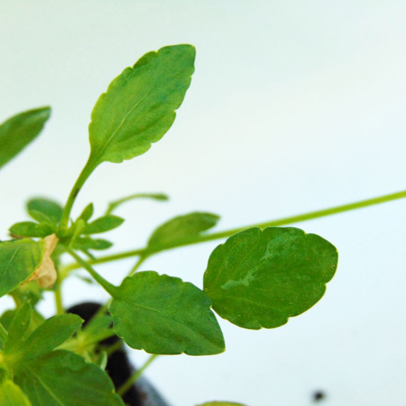 Horn-Veilchen Columbine (Foliage)