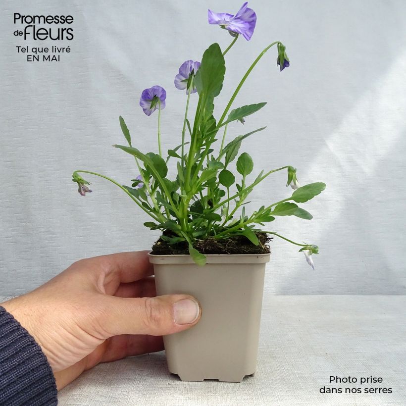 Example of Horn-Veilchen Columbine Kleine Töpfe von 8/9 cm as you get in printemps