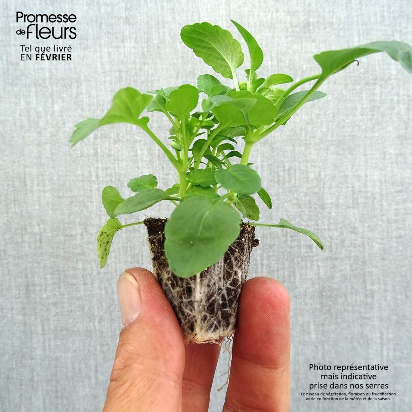 Exemplar von Horn-Veilchen Butterfly Mix Jardi-Plug: Wurzelballen 3,8 cm x 3,2 cm in Anzuchtplatte à 15 Stück. wie im Herbst geliefert