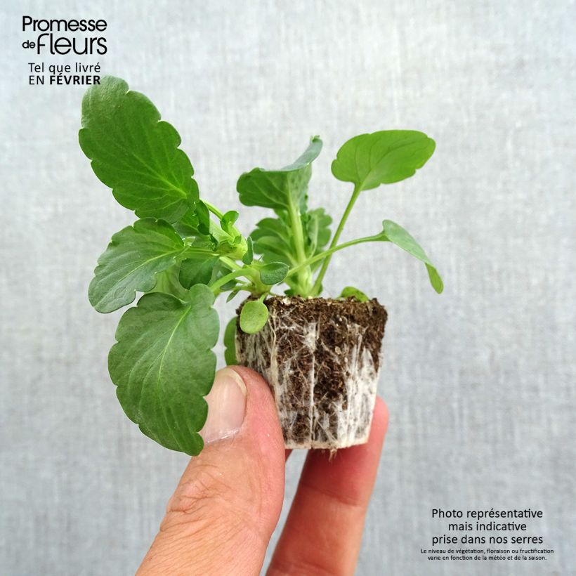 Exemplar von Horn-Veilchen F1 Prim Up Citrus Mix Jardi-Plug: Wurzelballen 3,8 cm x 3,2 cm in Anzuchtplatte à 15 Stück. wie im Herbst geliefert