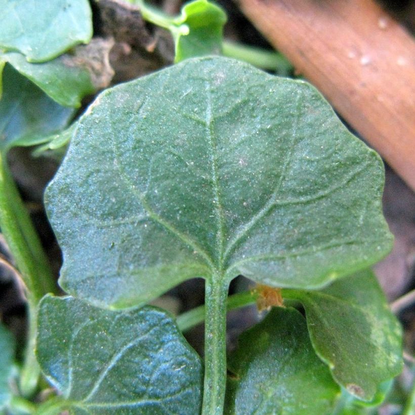 Viola hederacea - Australisches Veilchen (Foliage)
