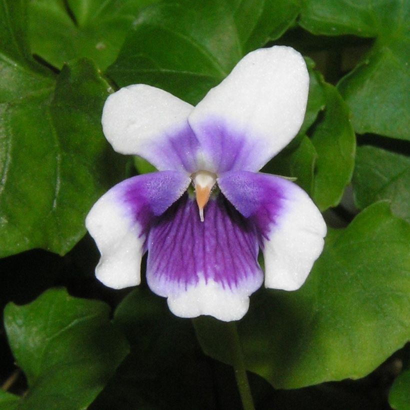 Viola hederacea - Australisches Veilchen (Flowering)