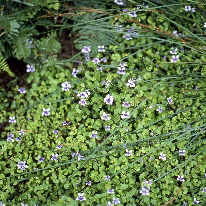 Viola hederacea - Australisches Veilchen (Plant habit)