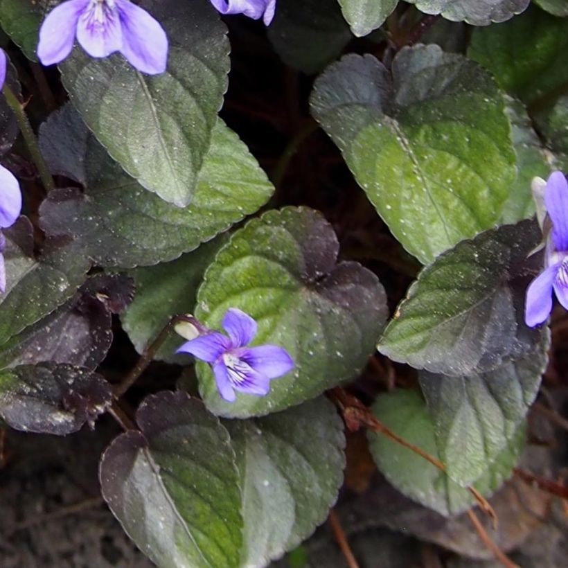 Viola riviniana var. purpurea - Purpur-Veilchen (Foliage)