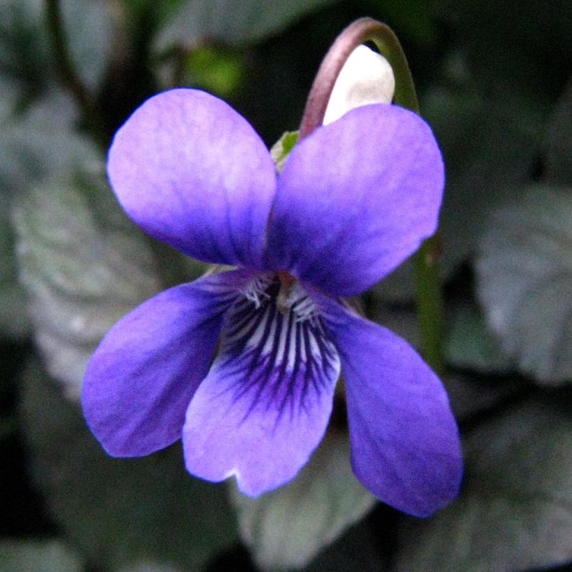 Viola riviniana var. purpurea - Purpur-Veilchen (Flowering)