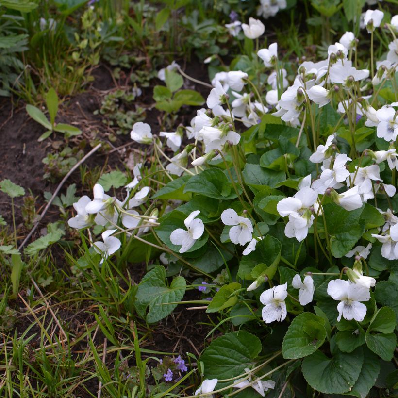 Viola odorata Alba - März-Veilchen (Plant habit)