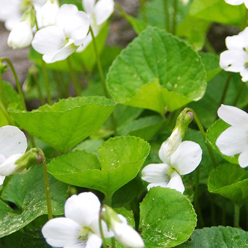Viola sororia Albiflora - Pfingst-Veilchen (Foliage)