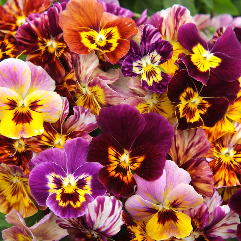 Stiefmütterchen Brush Strokes (Samen) (Blüte)